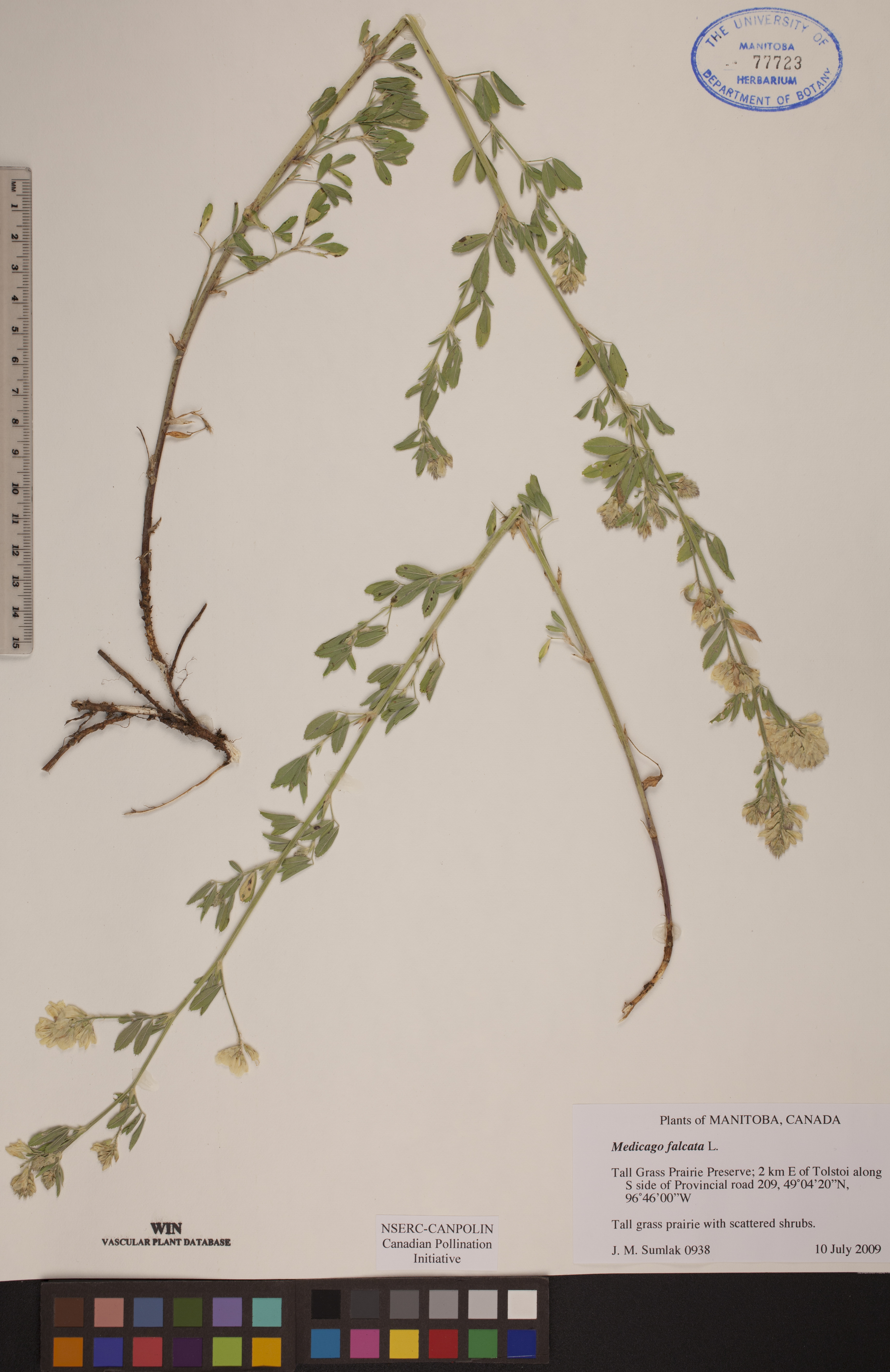 Medicago falcata image